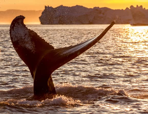 Wal Flosse Sonnenuntergang