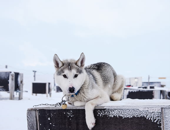 Husky