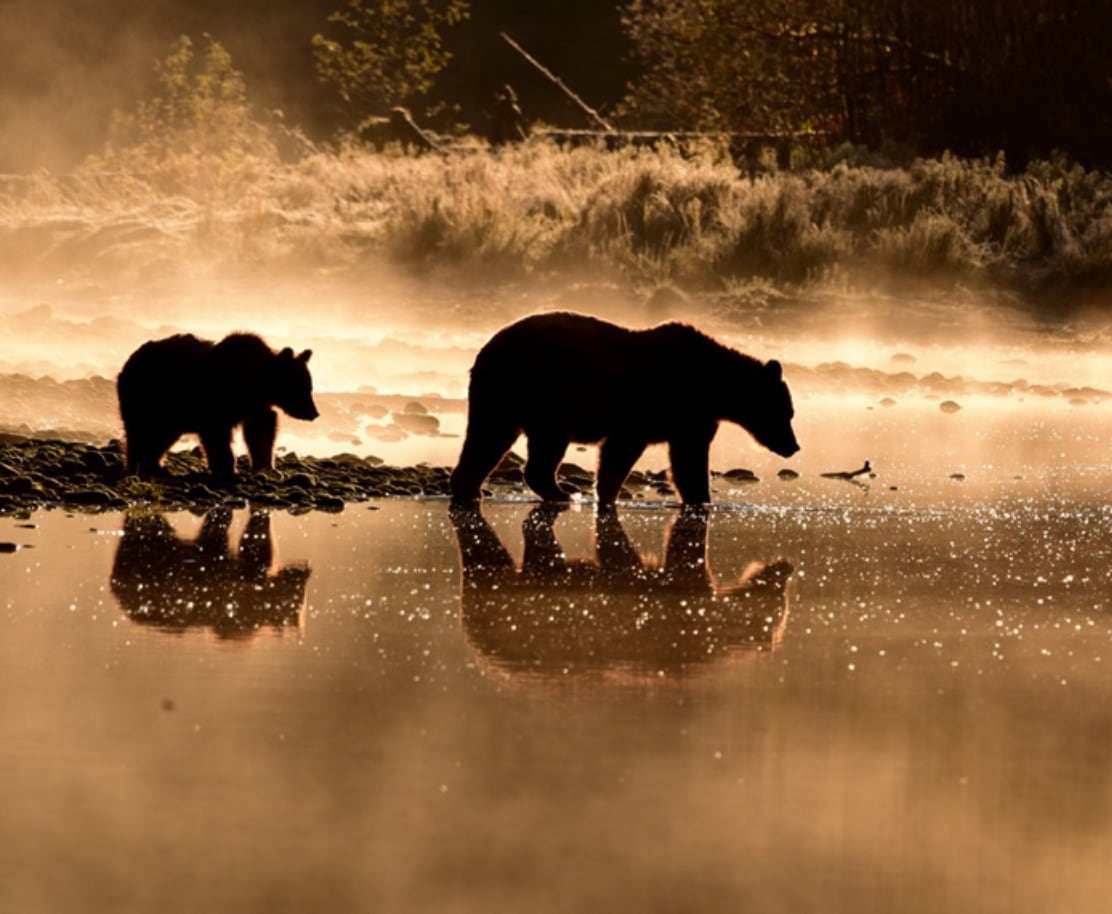 Bär und Bärenjunges