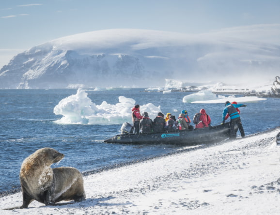 Seehund am Strand Hintergrund Zodiac
