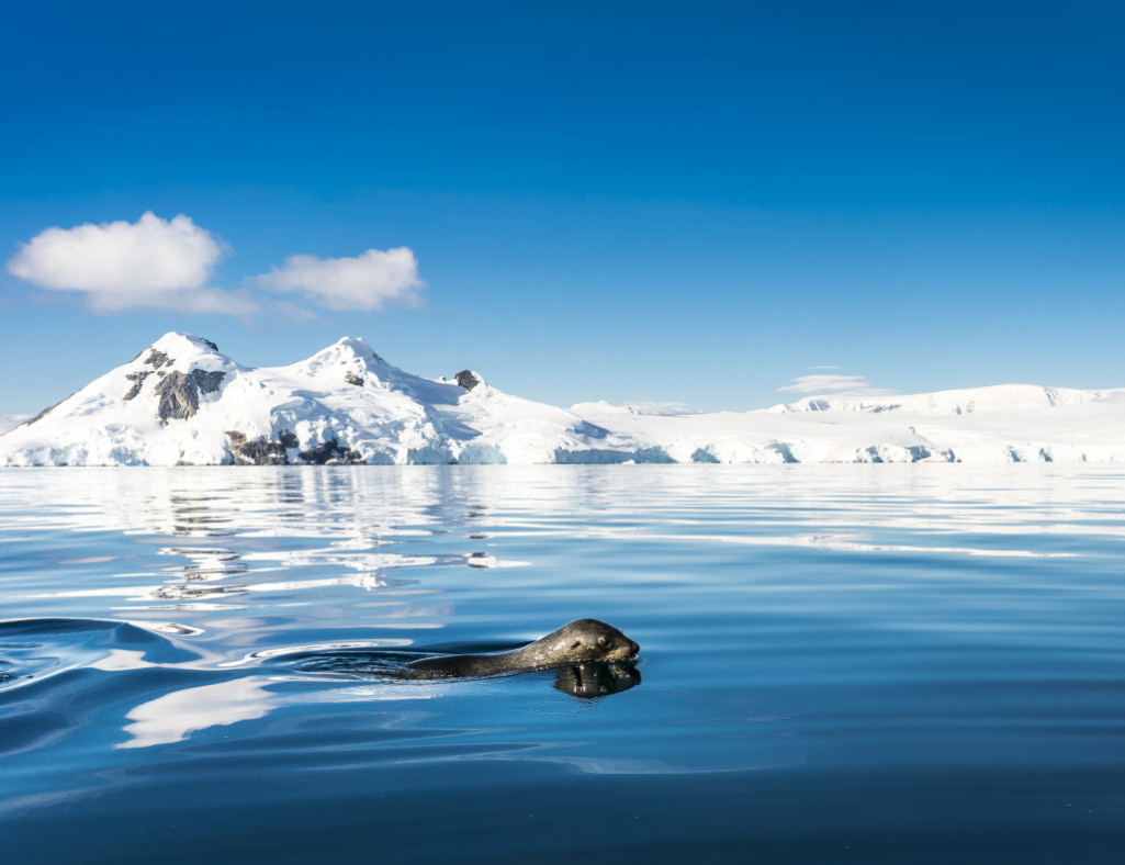 Seehund schwimmt an der Wasseroberfläche