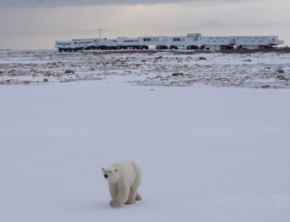 Eisbär Wagen im Hintergrund
