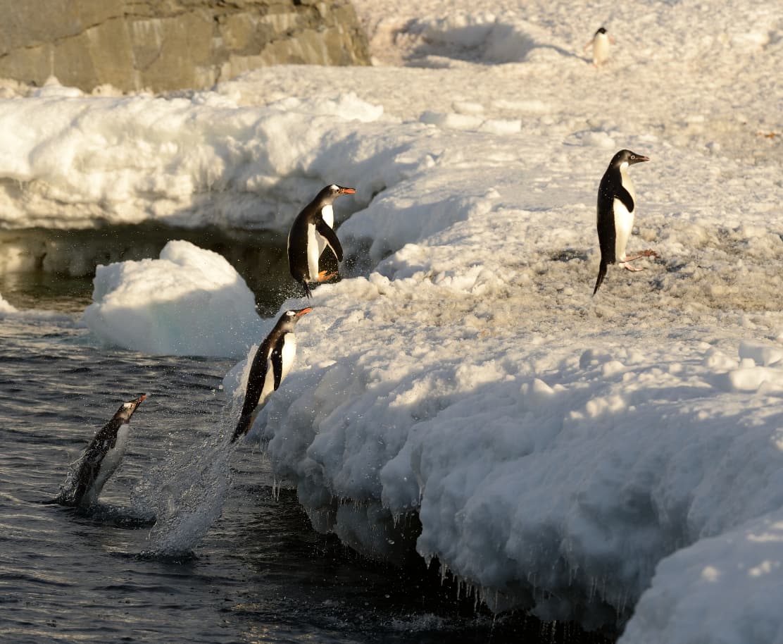 Pinguine springen aus dem Wasser