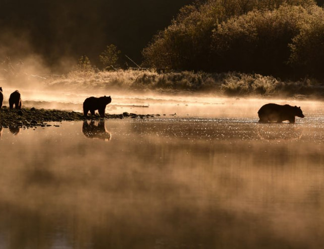 Bären Gegenlicht Fluss