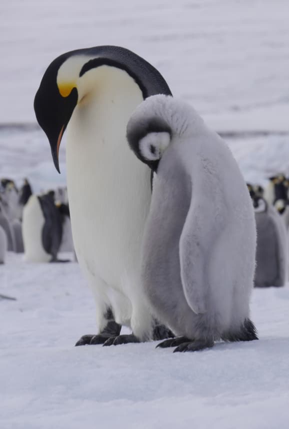 Pinguin mit kleinem Pinguin