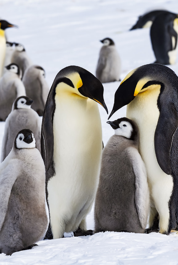 Pinguine
