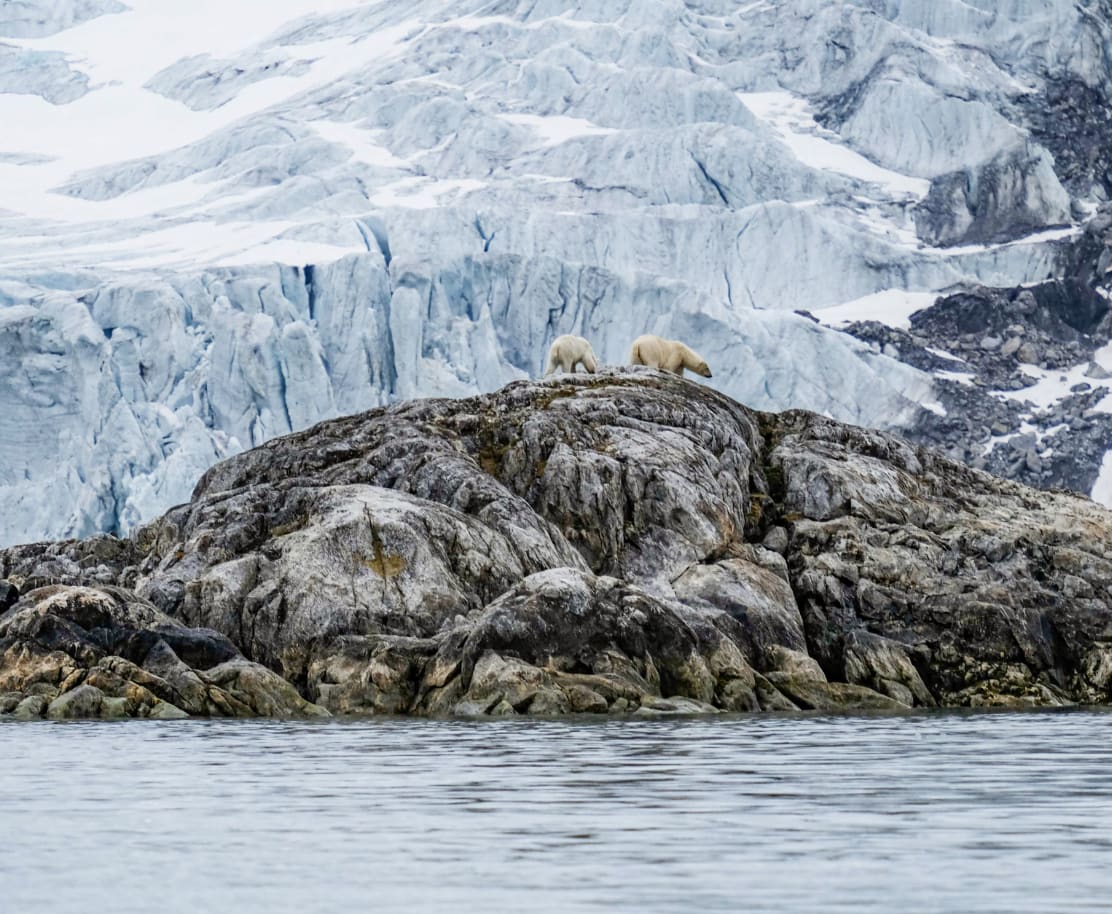 Eisbären vor Gletscher