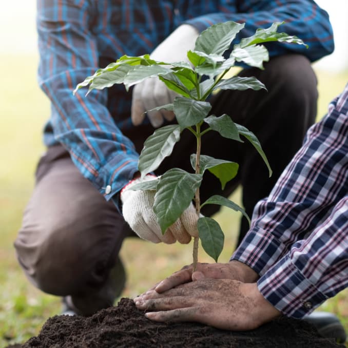 Arktis Tours - Plant a tree