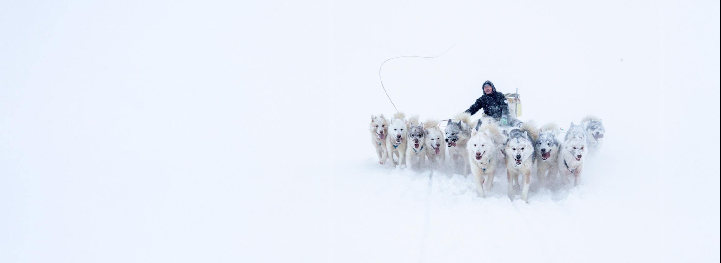 Husky Schlittenfahrt Schnee