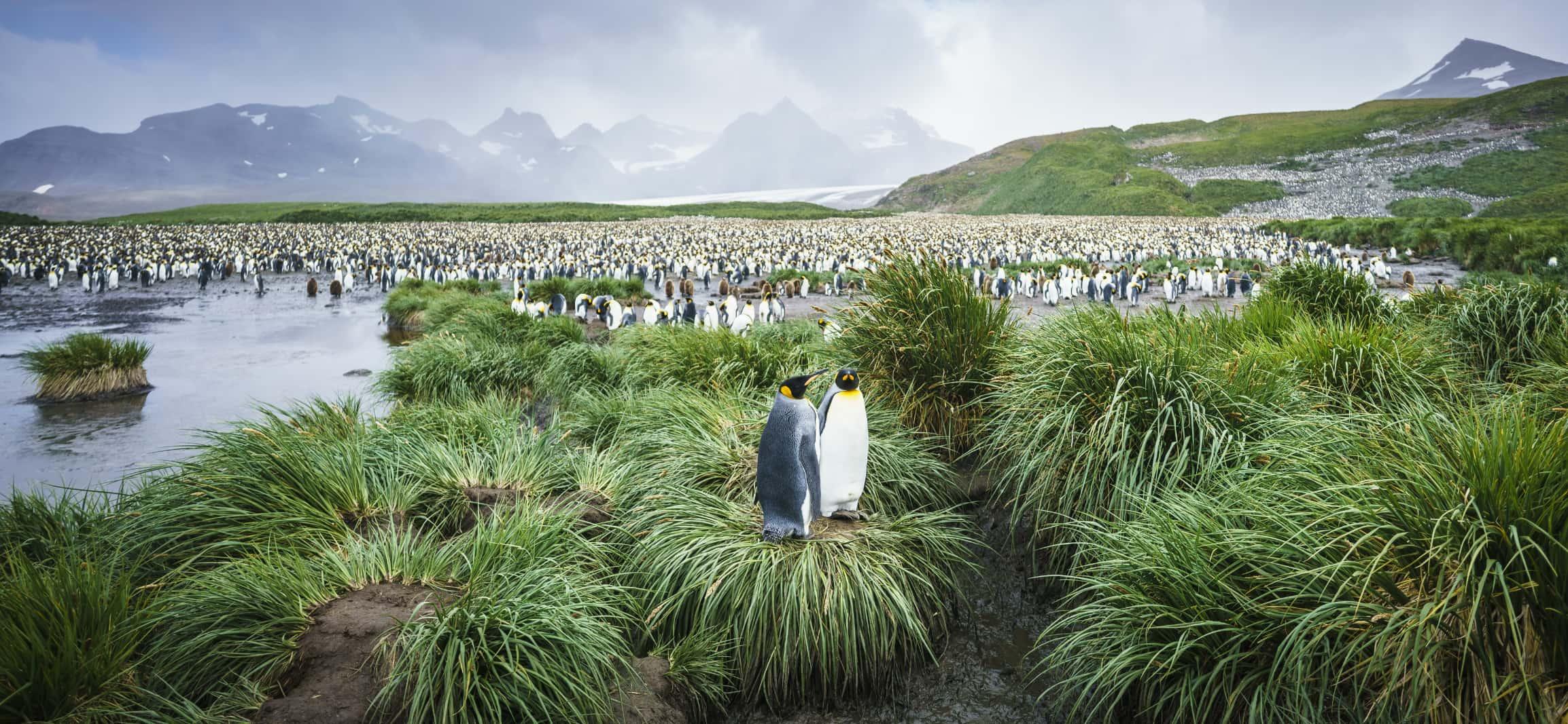 Pinguine zwischen Gräsern