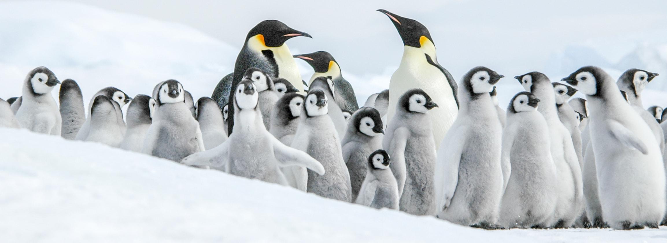 Kaiserpinguine eng zusammen
