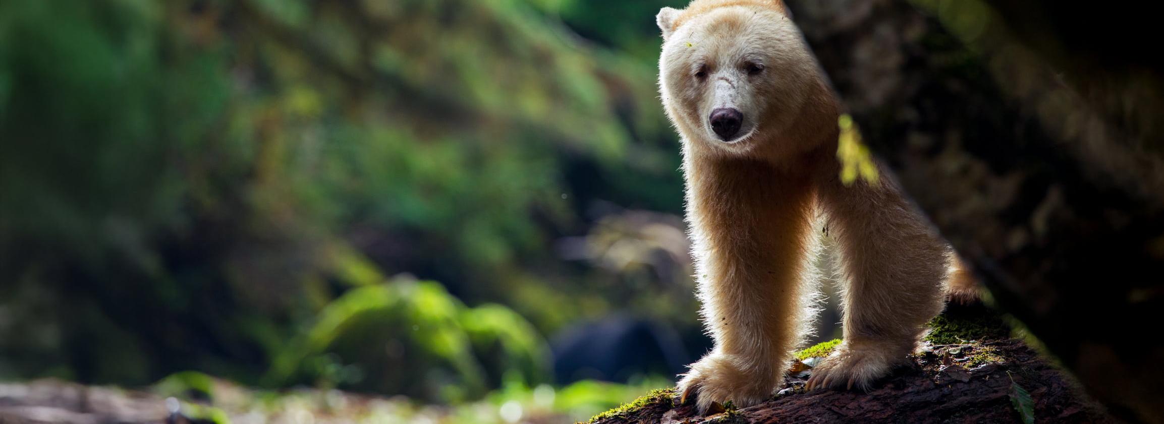  Great Bear Rainforest