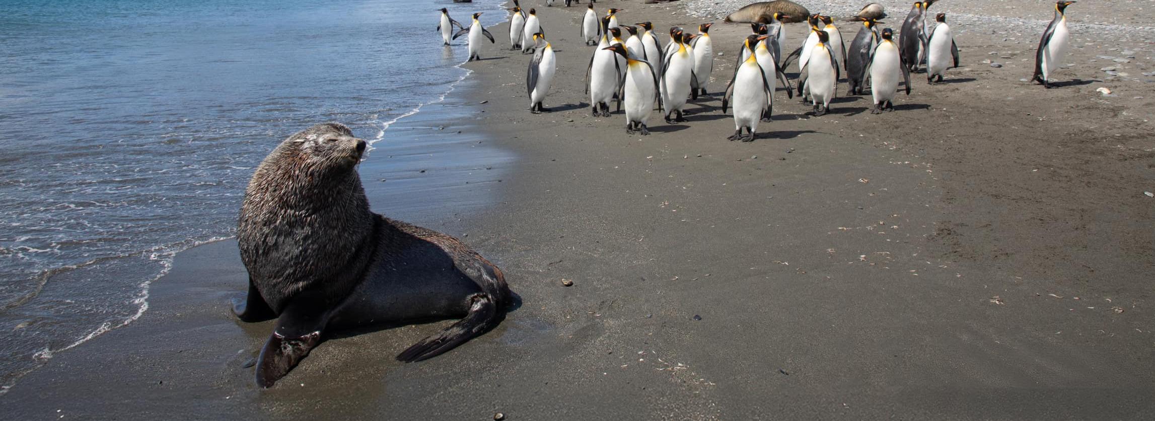 Seehund und Pinguine am Strand