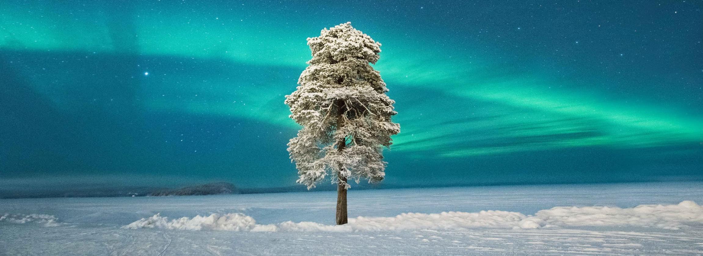 Baum in Schneelandschaft und Polarlichter
