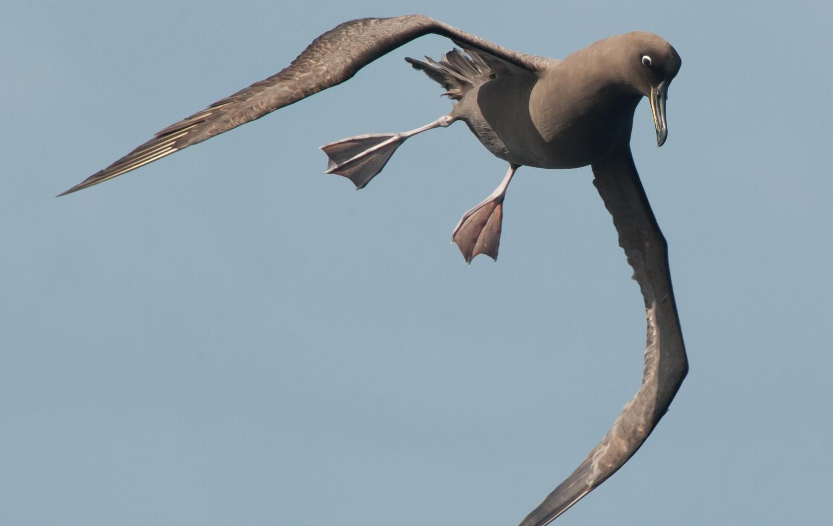 Arktis Tours Antarktis Entdecken & Kennenlernen Expeditionskreuzfahrt Drake Passage Albatross