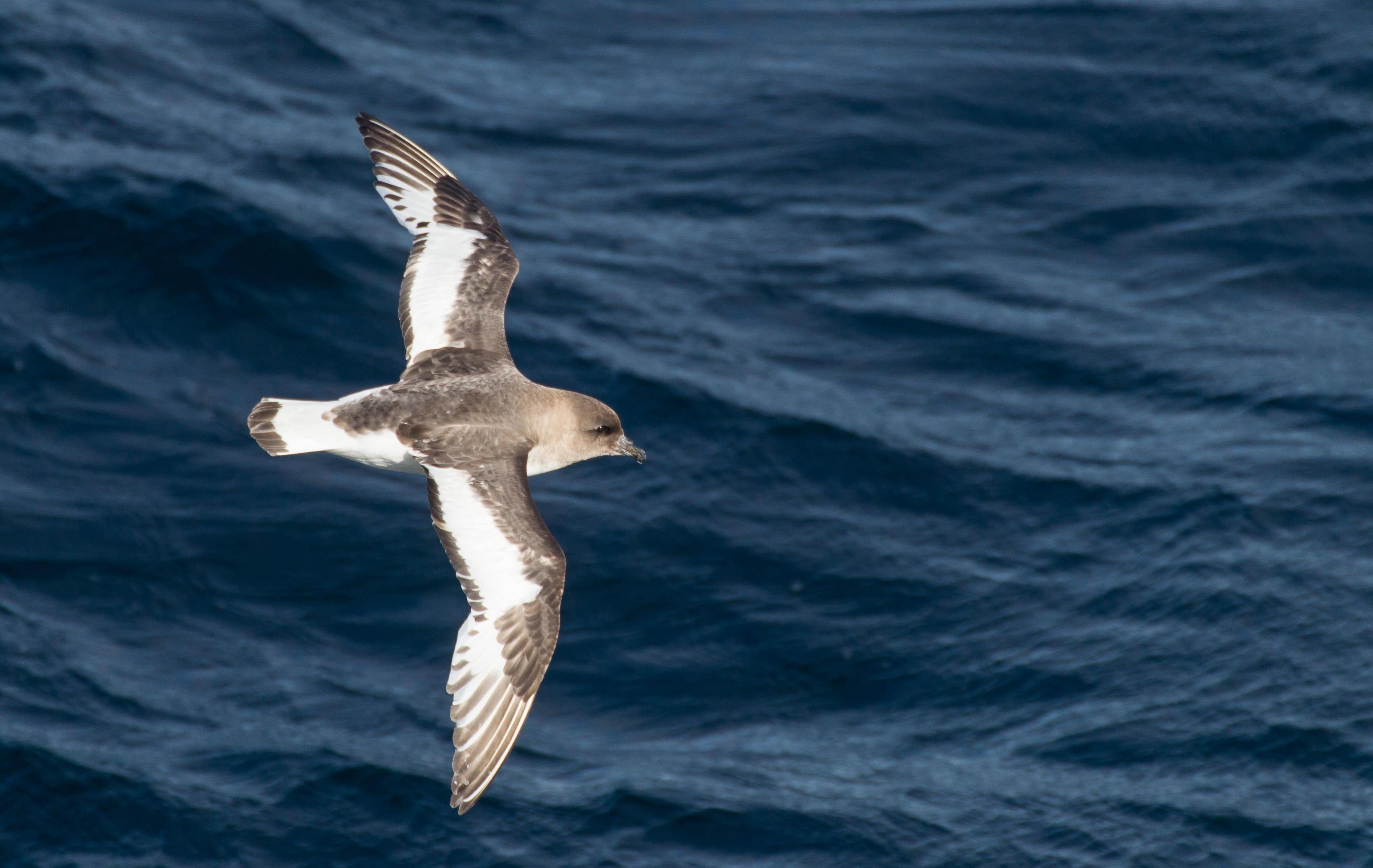 Arktis Tours - Basecamp-Antarktis: Aktivexpedition ins ewige Eis - Antarktissturmvogel über der Drake Passage