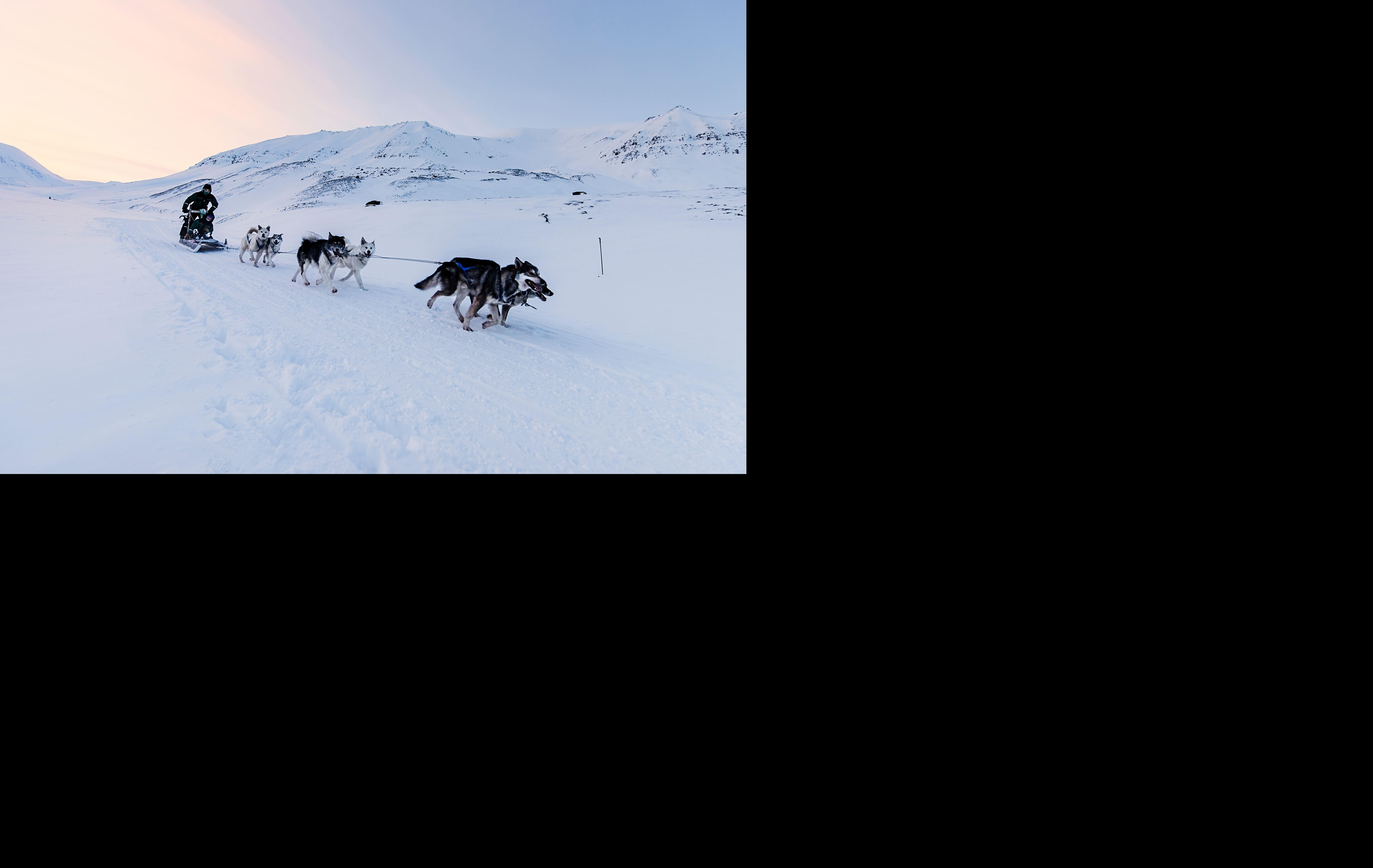 Arktis Tours - Mit Huskys durch Spitzbergen: Expedition in die Kälte - Hundeschlitten
