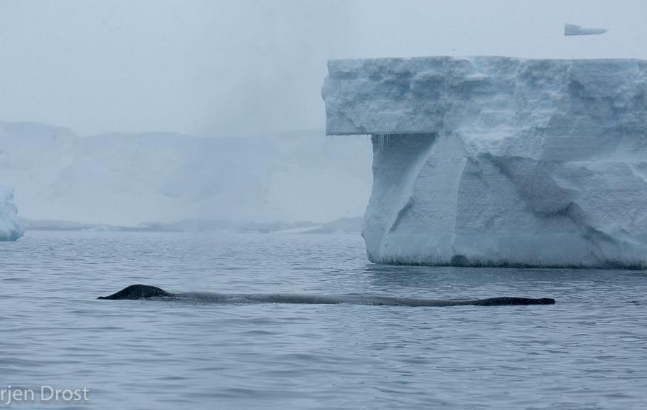 Arktis Tours - Expedition Weddellmeer & Larsen Ice Shelf - Ein Wal taucht vor einem Eisberg auf
