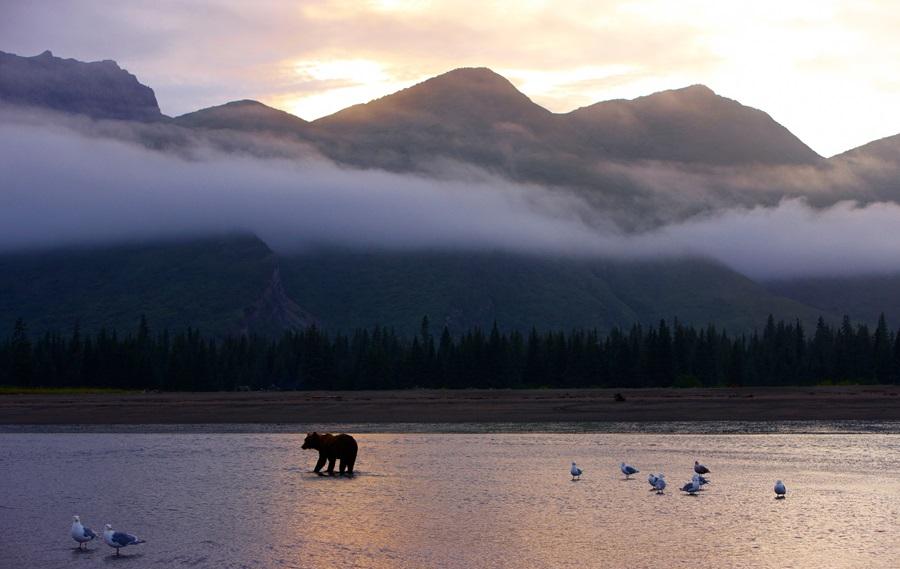 Alaska – Kreuzfahrt durch majestätische Fjorde - Nebelverhangene Bergkuppen mit See im Vordergrund im dem ein Bär steht