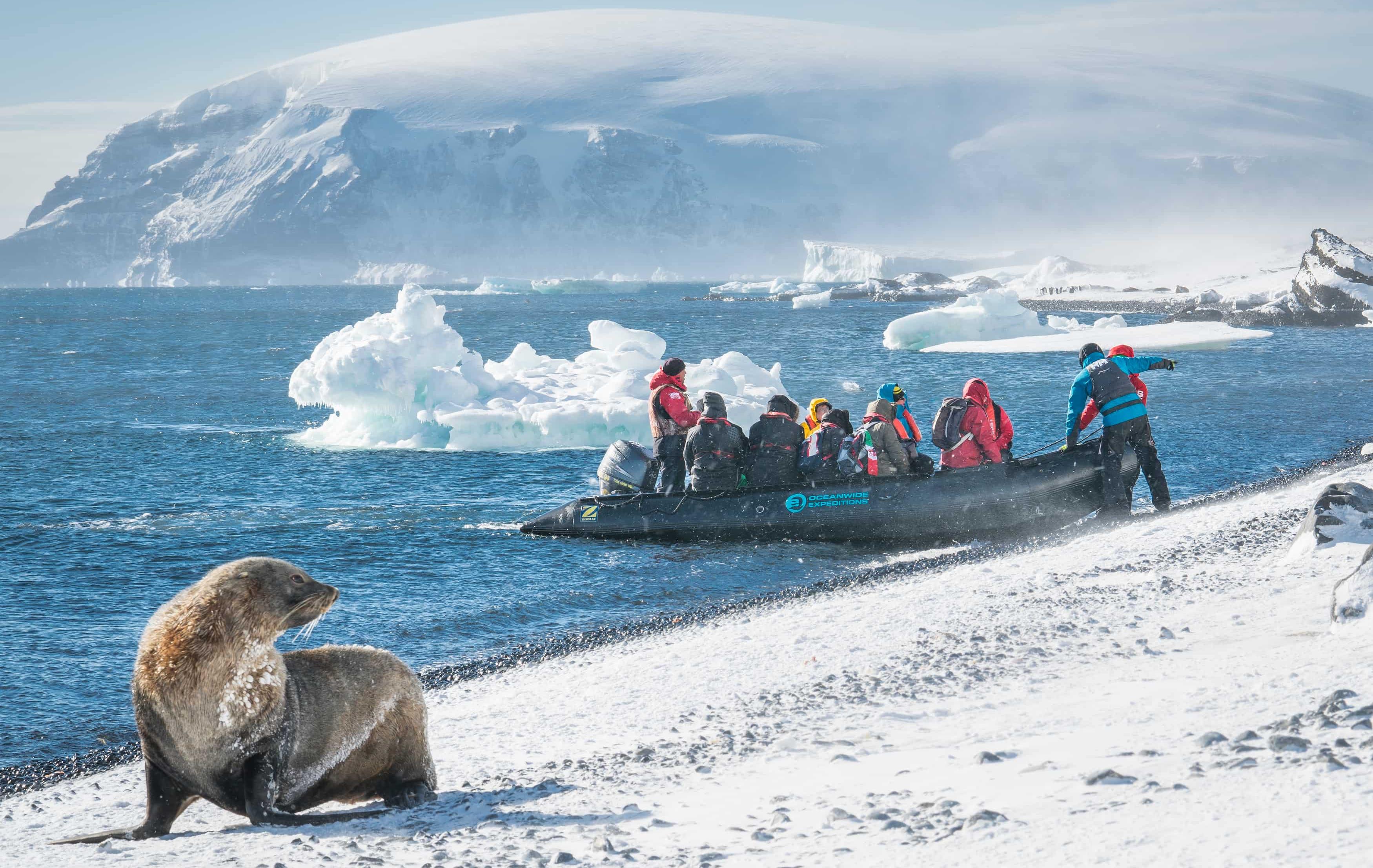 Arktis Tours Antarktis Entdecken & Kennenlernen Expeditionskreuzfahrt Zodiac Ausfahrt Robbe