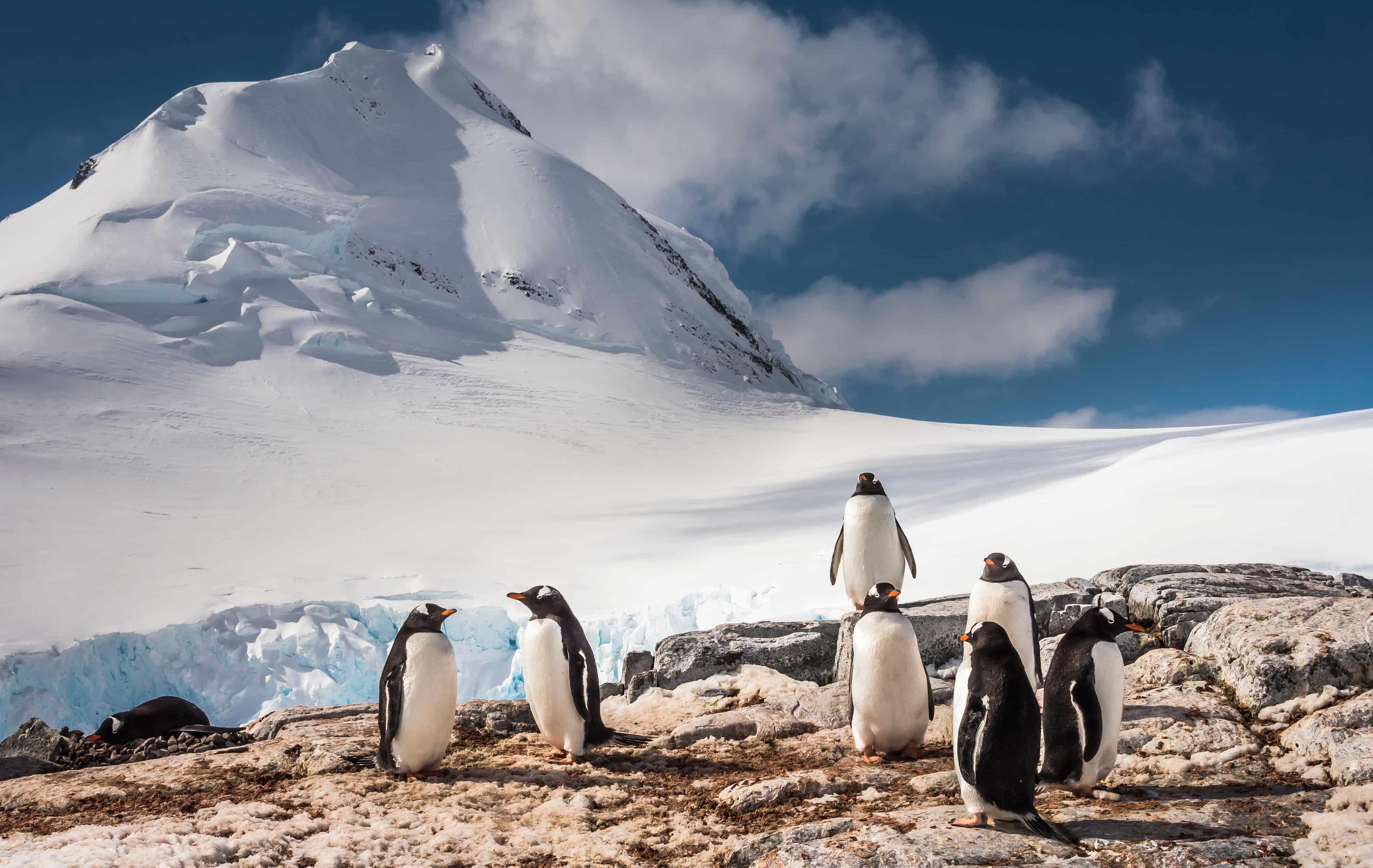 Arktis Tours Antarktis Entdecken & Kennenlernen Expeditionskreuzfahrt Eselspinguine