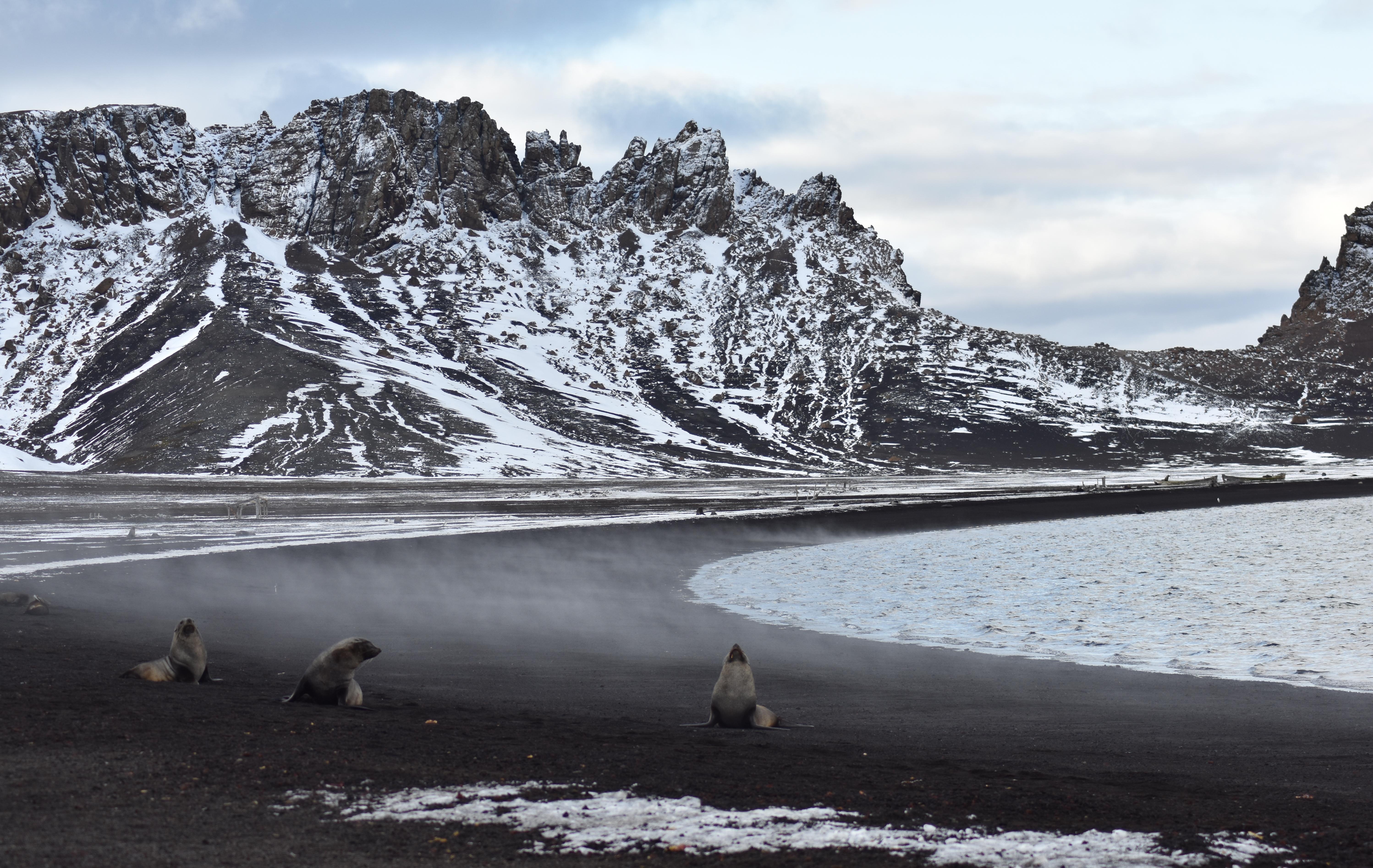 Arktis Tours - Kaiserpinguine im Weddellmeer - Deception Island