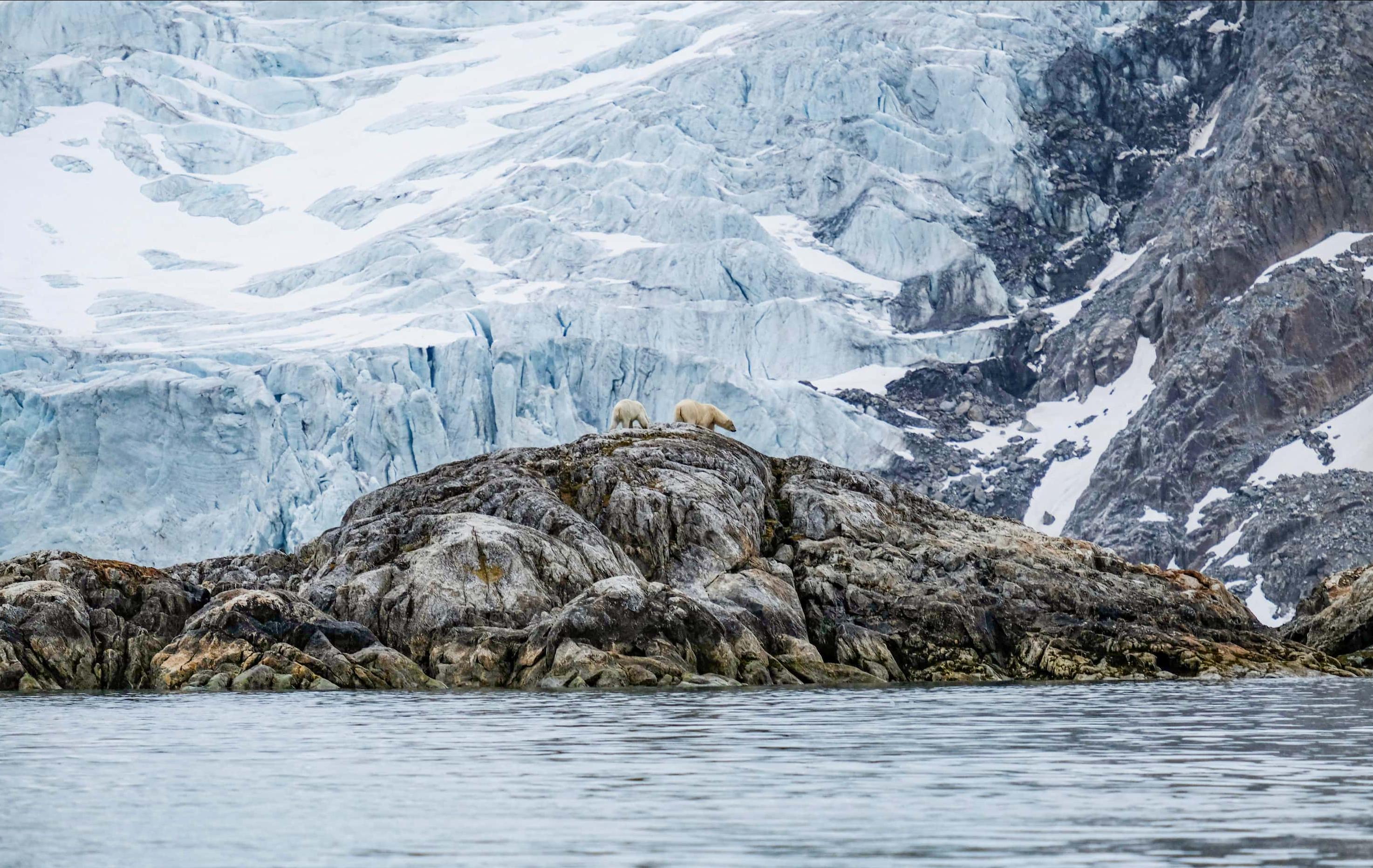 Arktis Tours Rund um Spitzbergen – Arktis, Gletscher & Tierwelt - Eisbären an der Küste