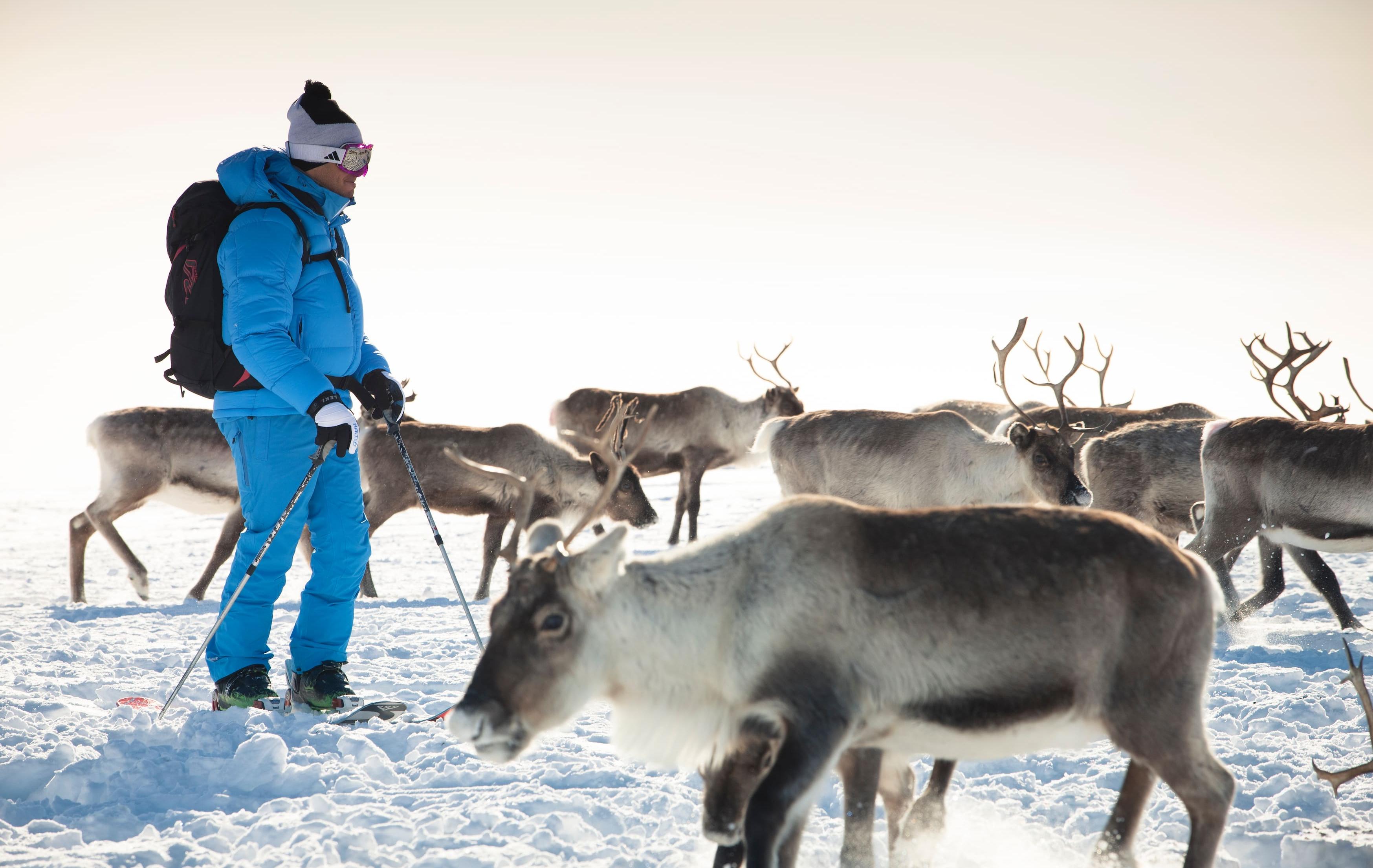 Arktis Tours Wildniswelten & Komfort – Hotel Cahkal in Kilpisjärvi - Begegnung mit Rentieren