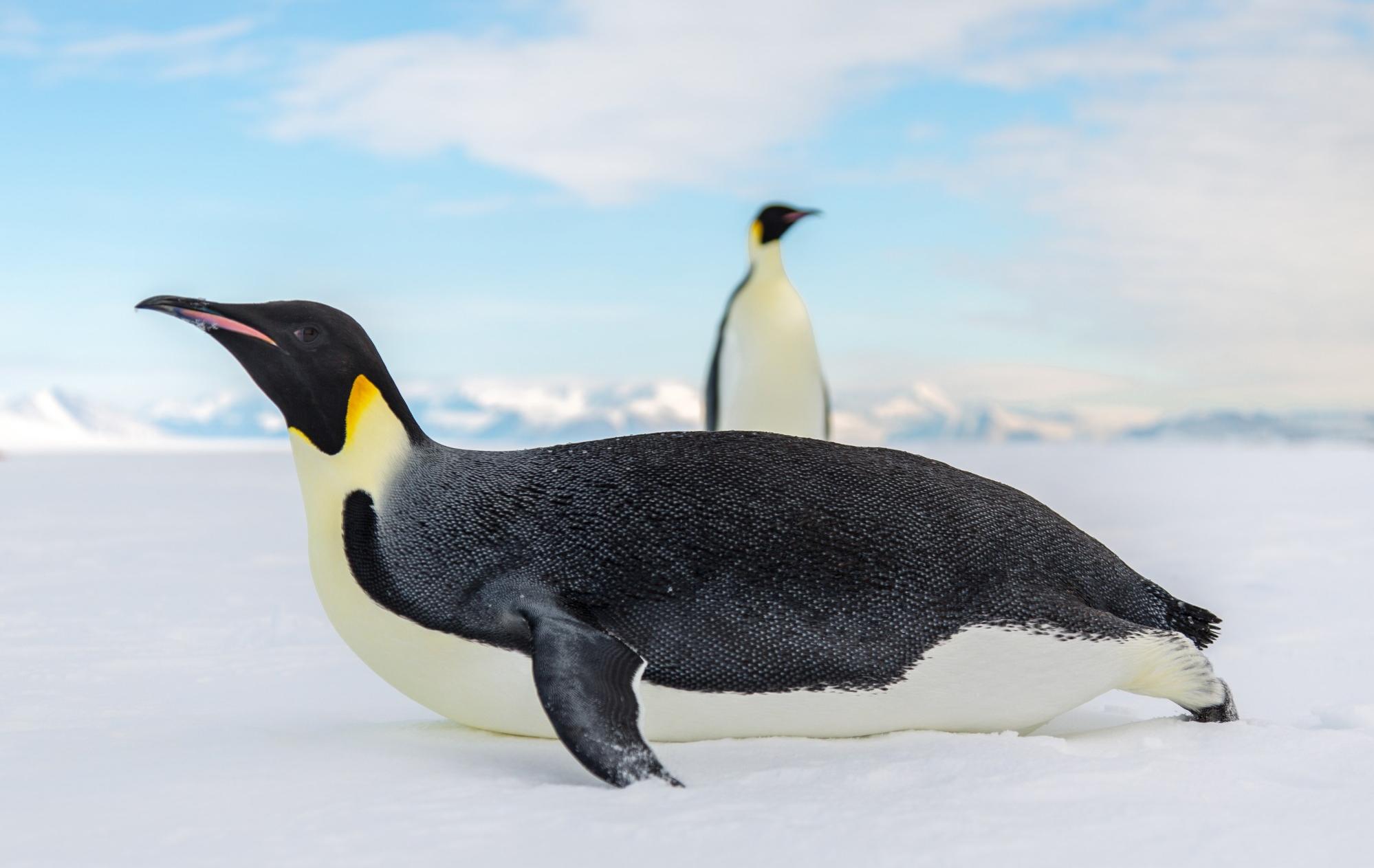 Arktis Tours - Kaiserpinguine im Weddellmeer - Kaiserpinguine 