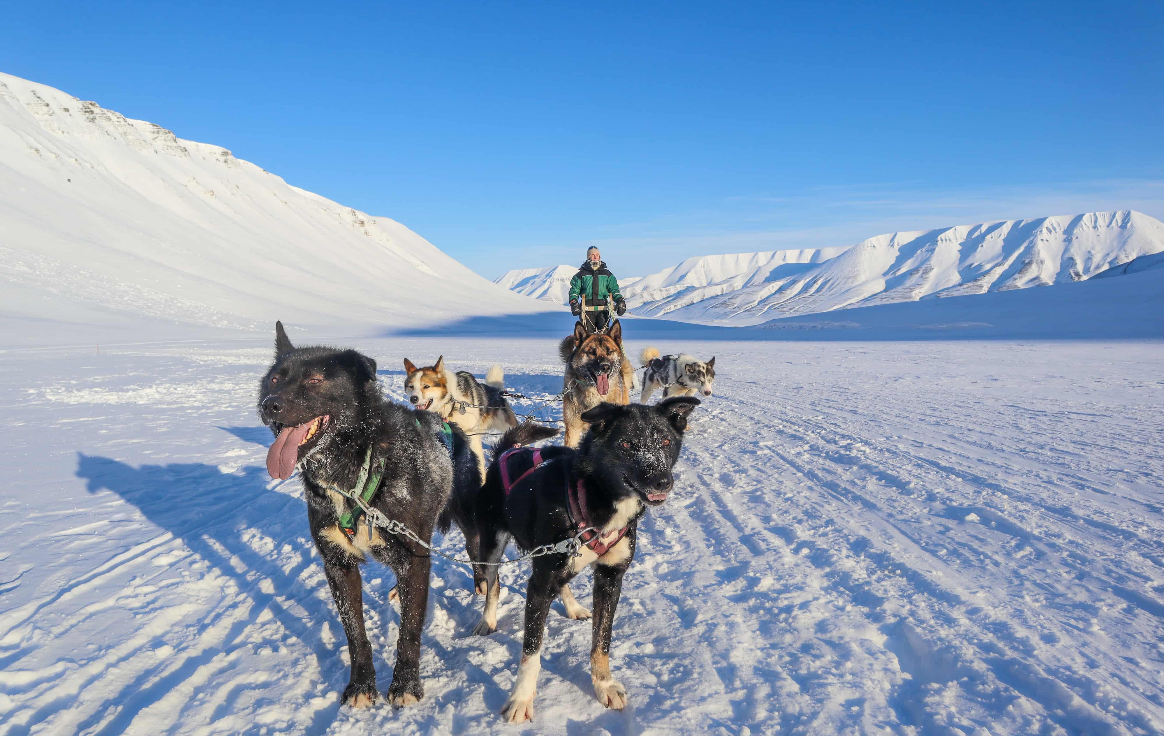 Arktis Tours - Mit Huskys durch Spitzbergen: Expedition in die Kälte - Huskygespann