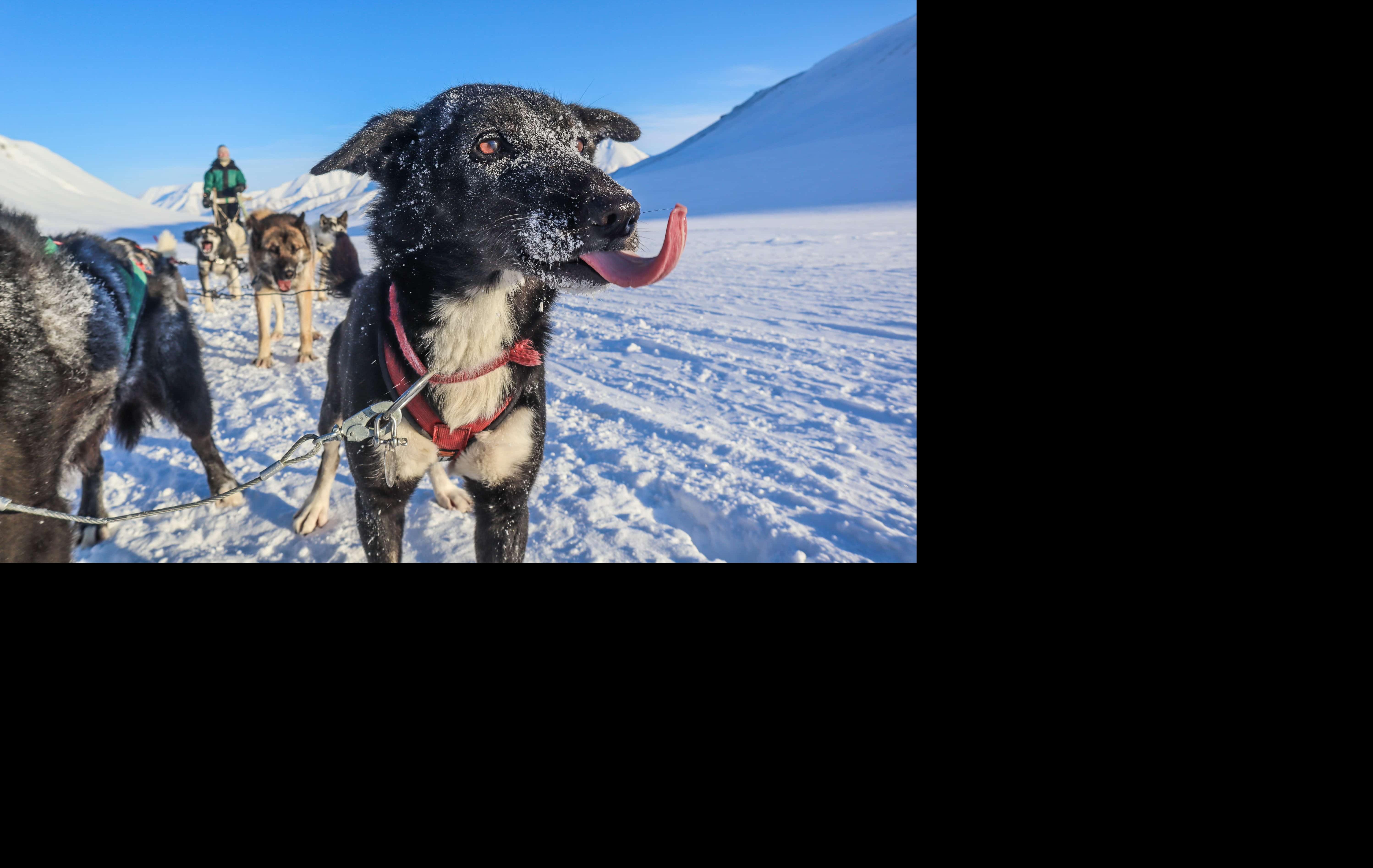 Arktis Tours - Mit Huskys durch Spitzbergen: Expedition in die Kälte - Husky 