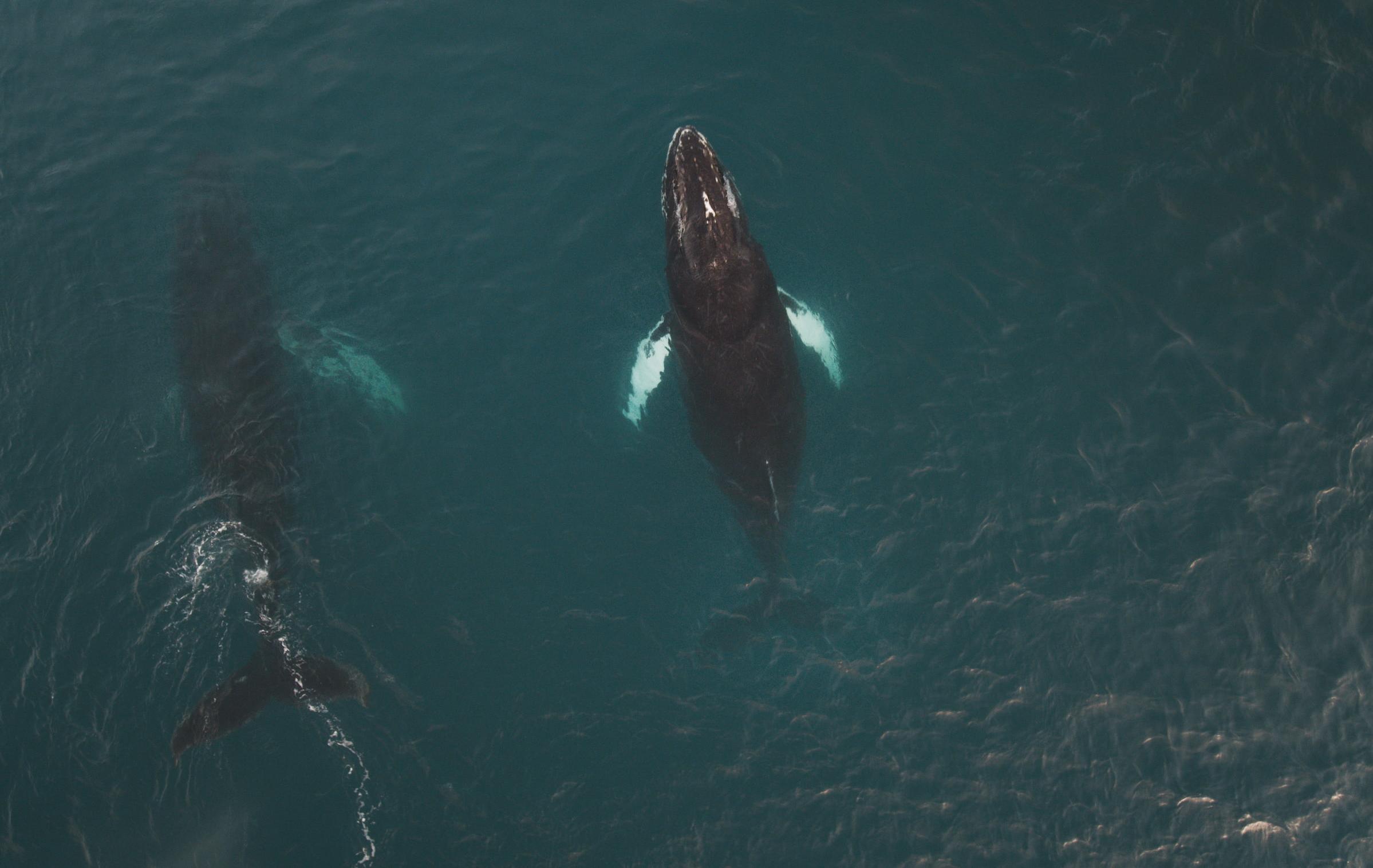 Arktis Tours Alfred Wegener Route - Grönland Expedition Wal 