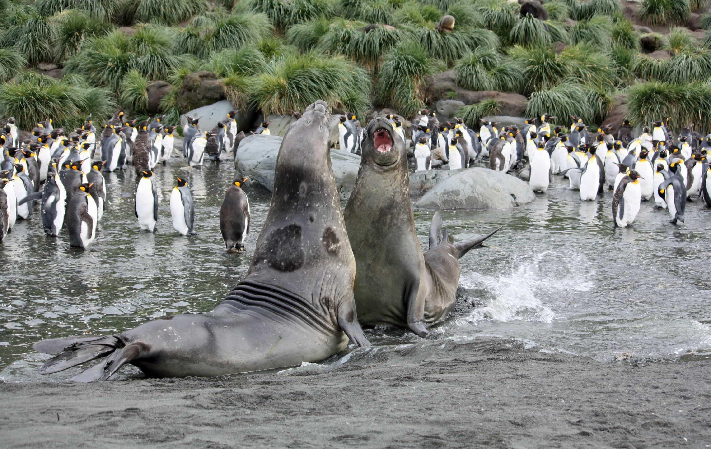 Arktis Tours - Expedition Weddellmeer & Larsen Ice Shelf - Robben und Königspinguine