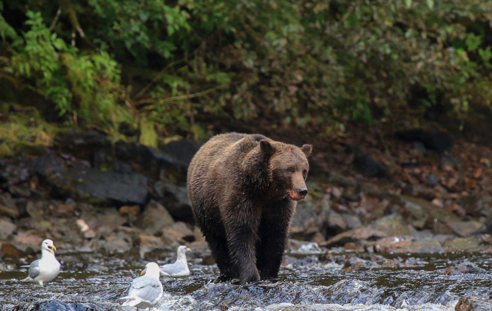 Alaska – Kreuzfahrt durch majestätische Fjorde - Grizzly beim Fischfang im Fluss