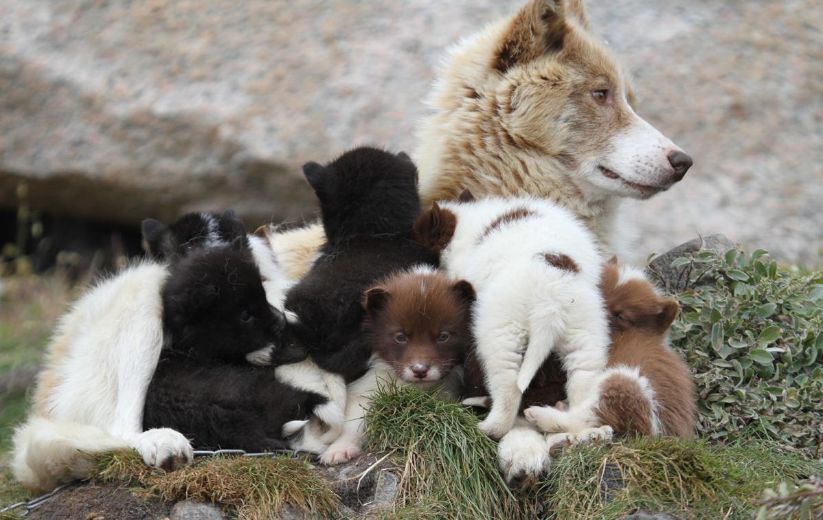 Mitternachtssonne & Walgesang in der Diskobucht Grönlandhunde
