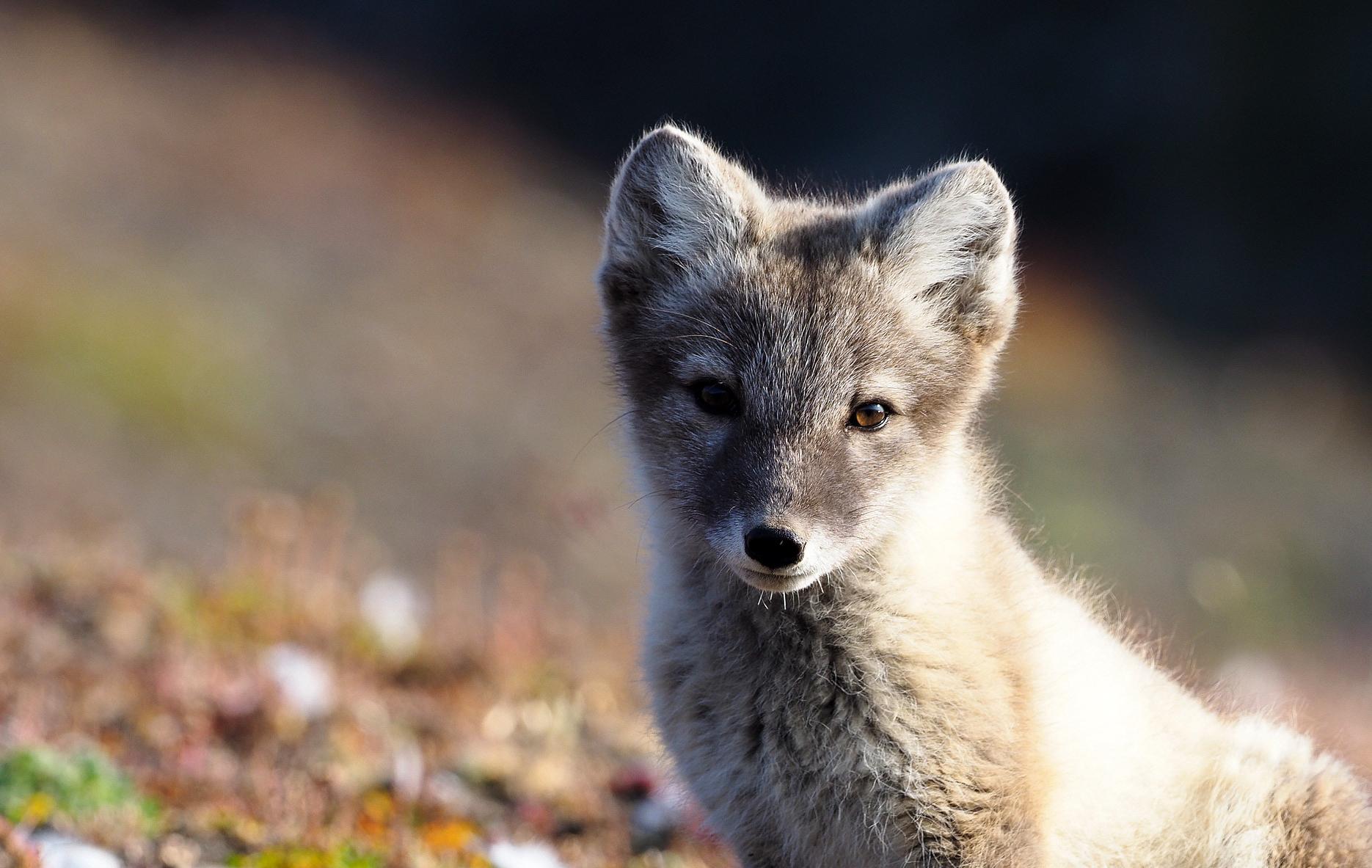 Mitternachtssonne & Walgesang in der Diskobucht - Polarfuchs