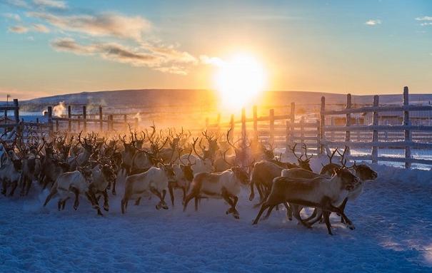 Arktis Tours Rentiere