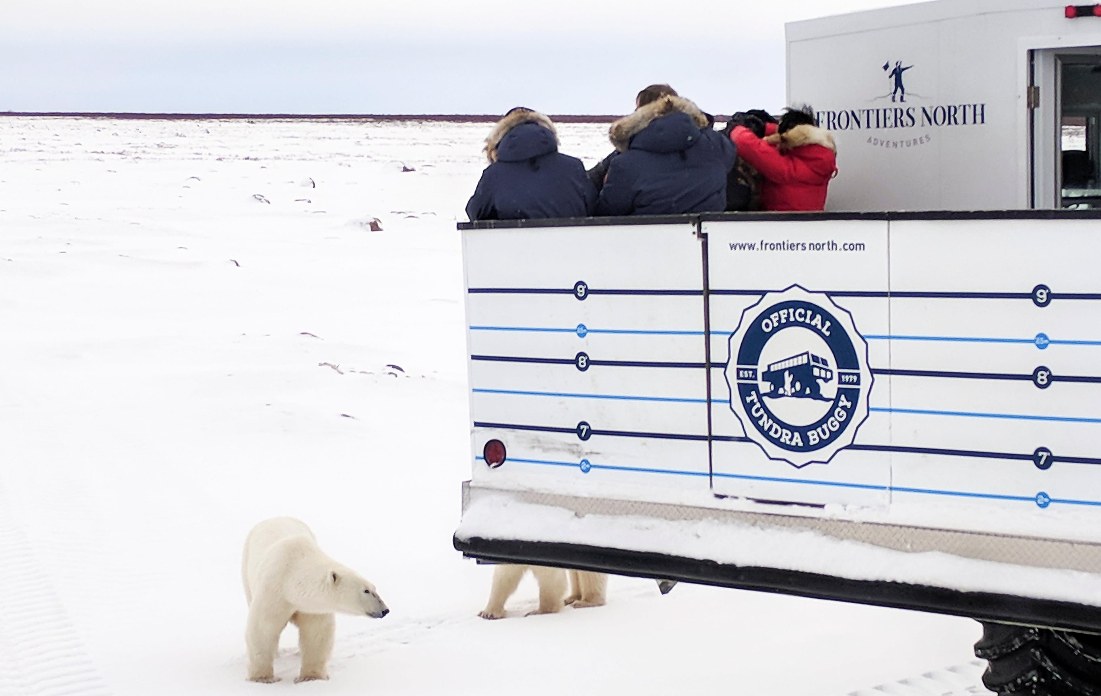 Arktis Tours Im Reich der Eisbären – Expedition an der Hudson Bay - Eisbär
