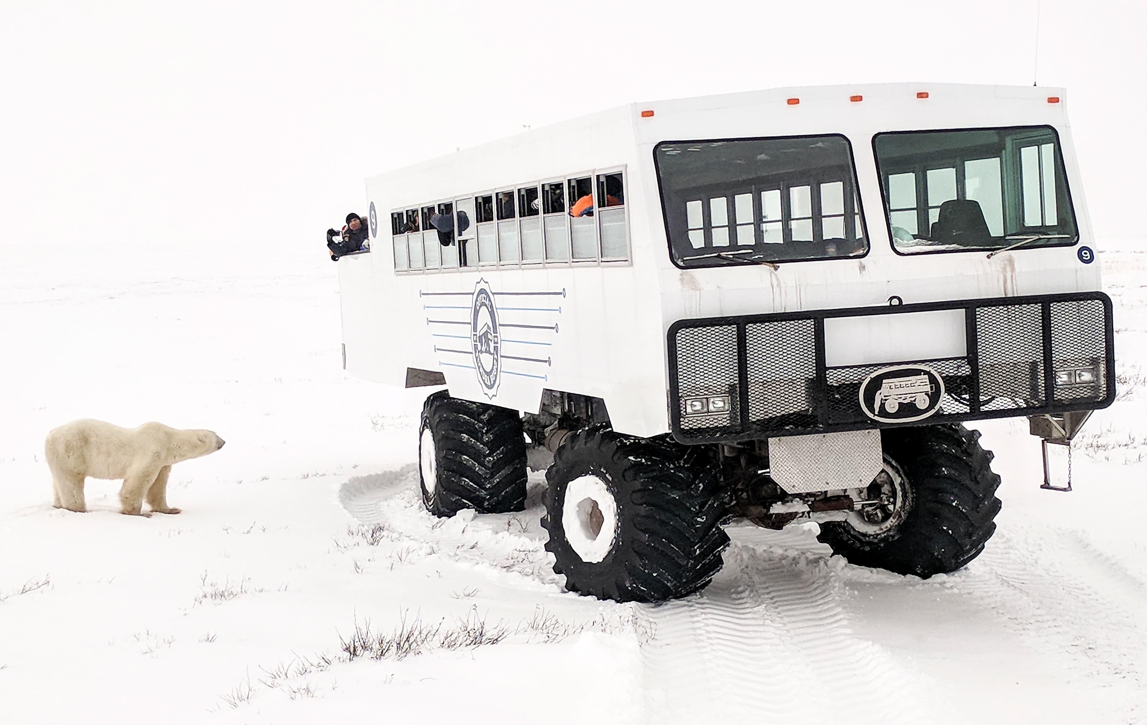 Arktis Tours Im Reich der Eisbären – Expedition an der Hudson Bay - Tundra Buggy und Eisbär