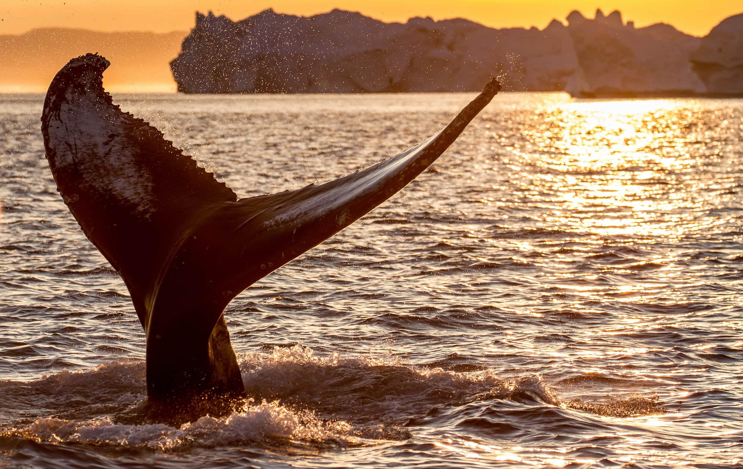 Mitternachtssonne & Walgesang in der Diskobucht - Walflosse
