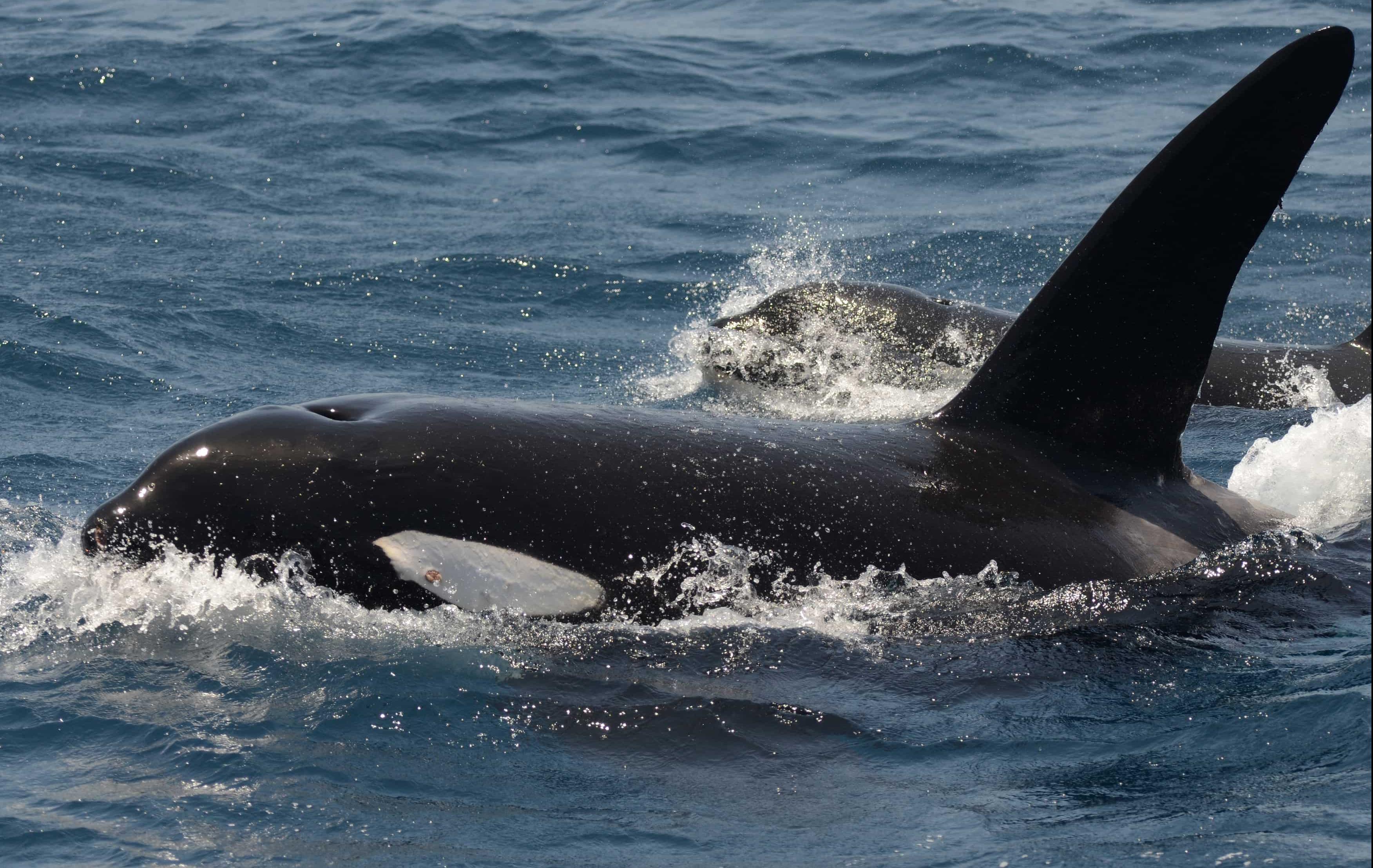 Arktis Tours Südpolarkreis & Antarktis – Expedition jenseits der Grenzen - Orca Wal