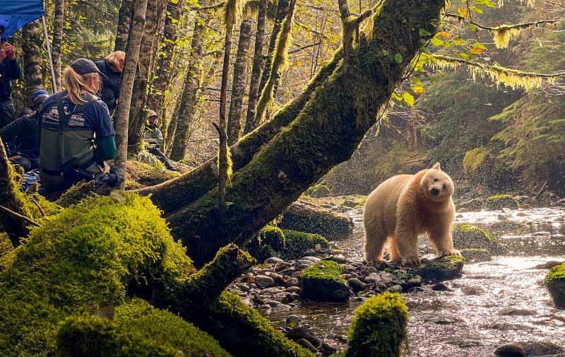 Arktis Tours Great Bear Rainforest  Geisterbär am Fluss