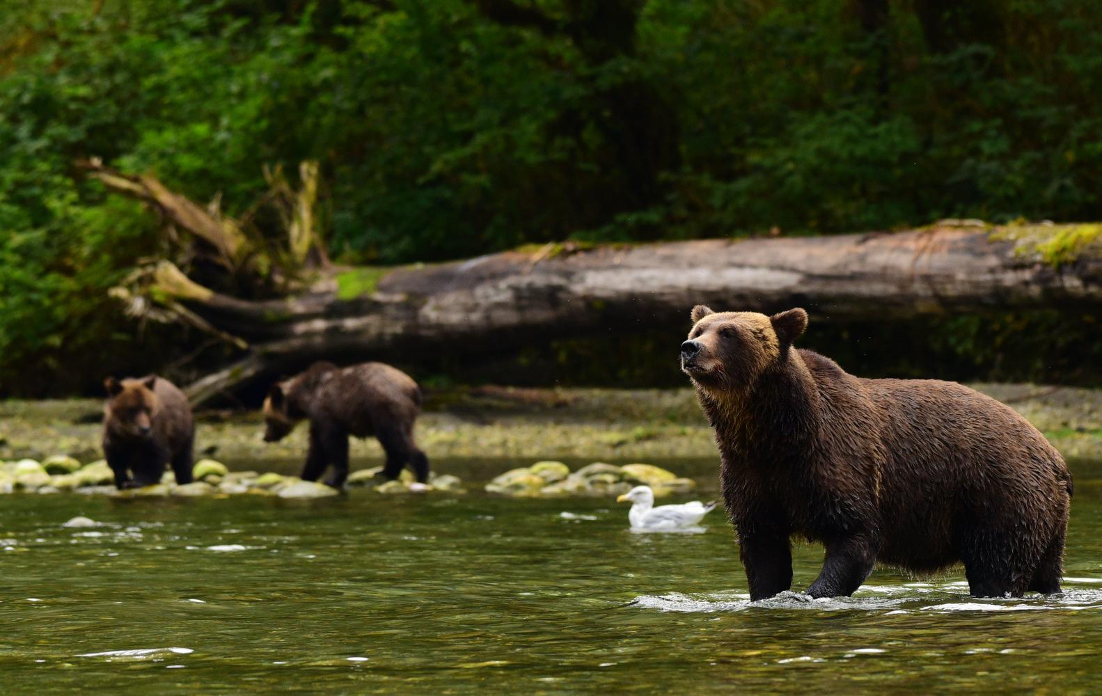 Arktis Tours Great Bear Rainforest Bären im Fluss