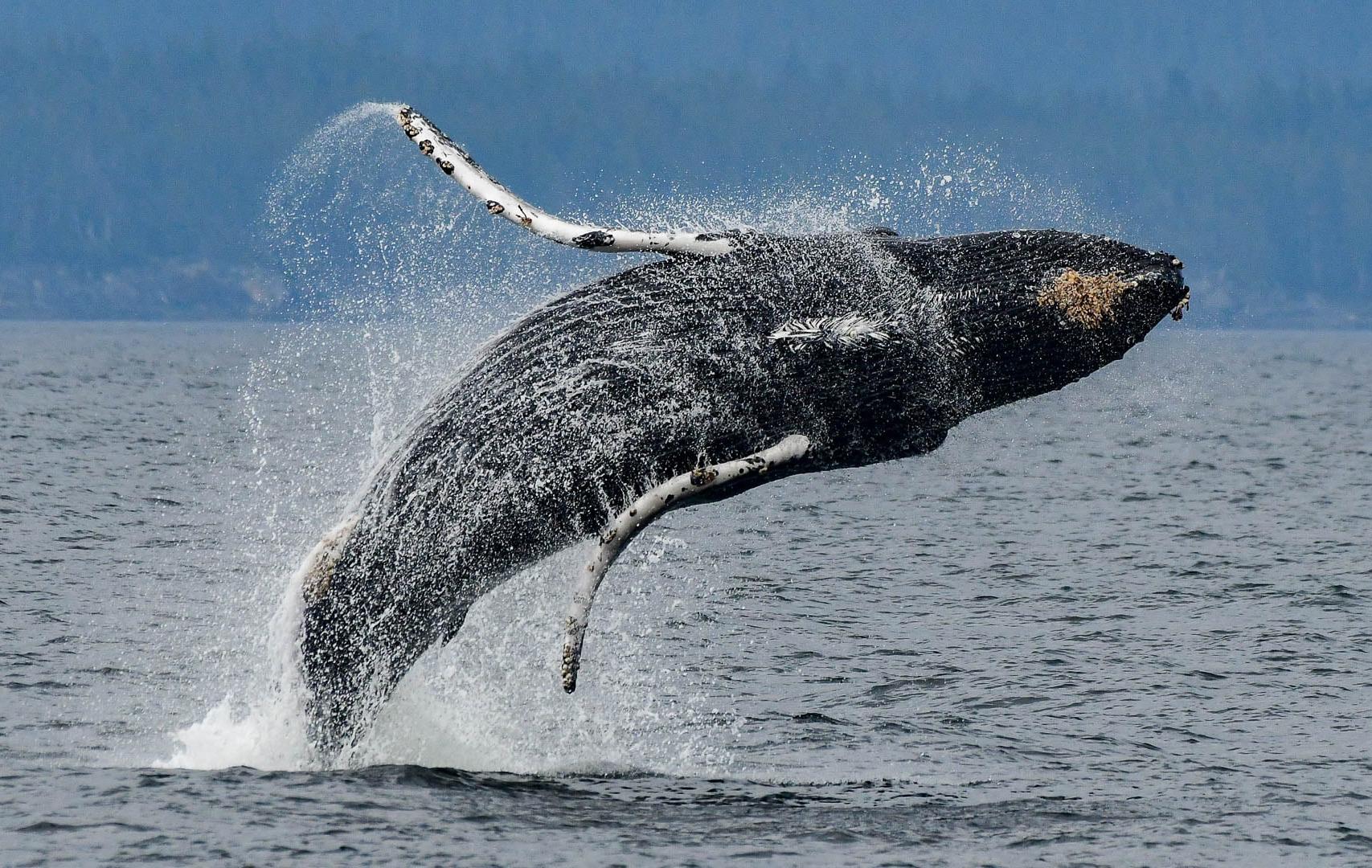 Arktis Tours Great Bear Rainforest springender Wal