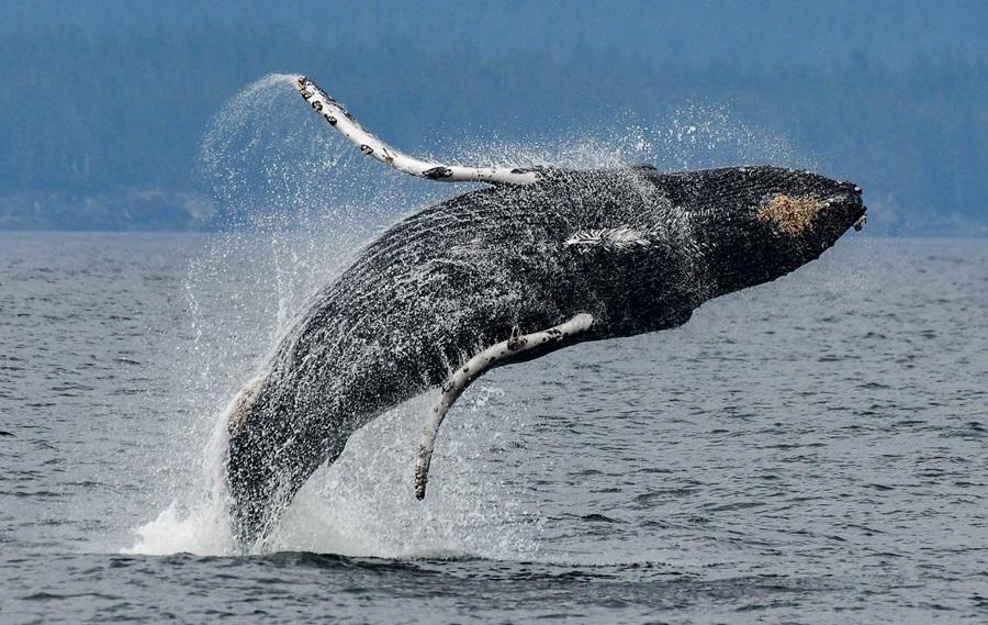 Arktis Tours - Alaska Inside Passage: Wildnis hautnah erleben