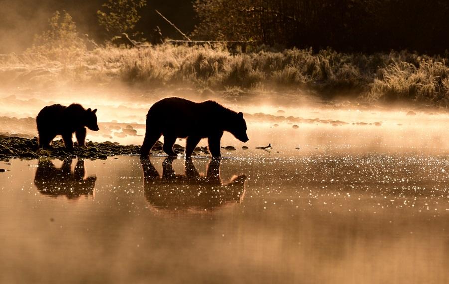 Arktis Tours - Alaska Inside Passage: Wildnis hautnah erleben