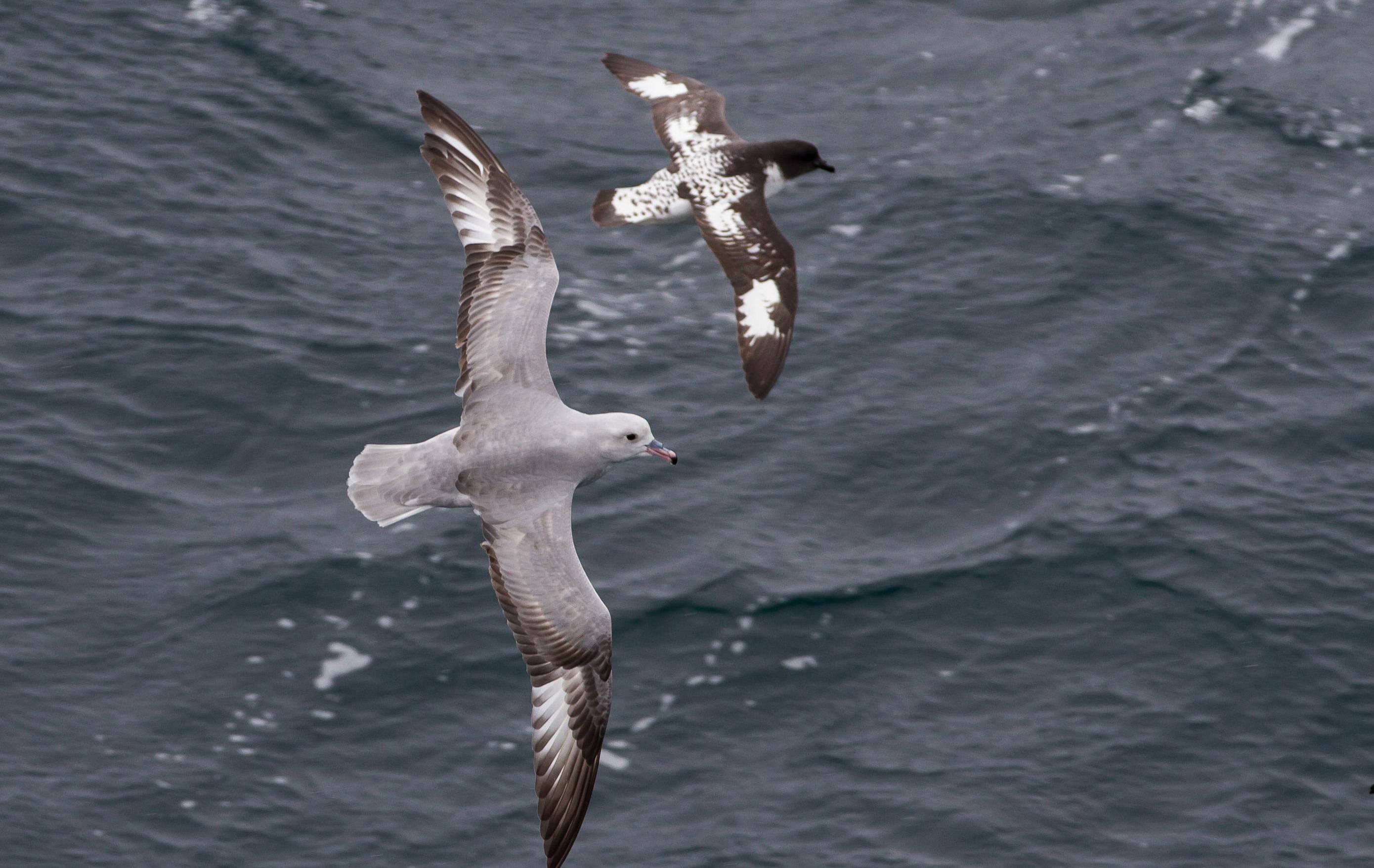 Arktis Tours - Expedition Weddellmeer & Larsen Ice Shelf