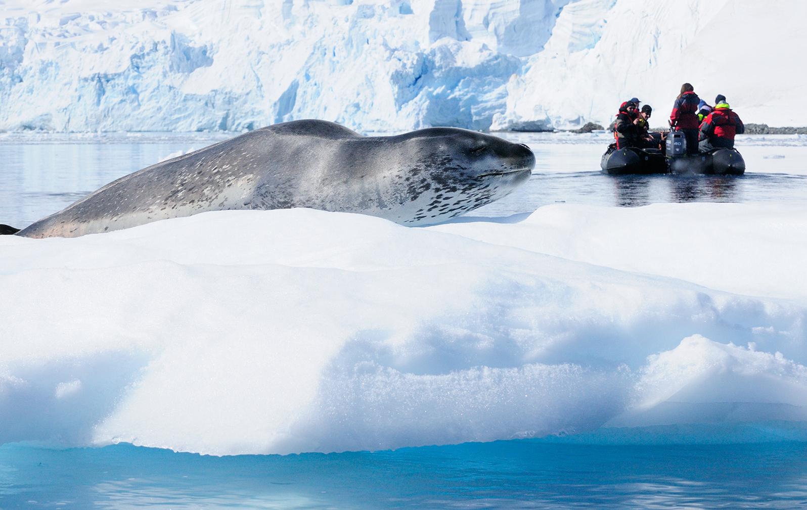 Arktis Tours - Basecamp-Antarktis: Aktivexpedition ins ewige Eis - Seeleopard auf einer Eisscholle