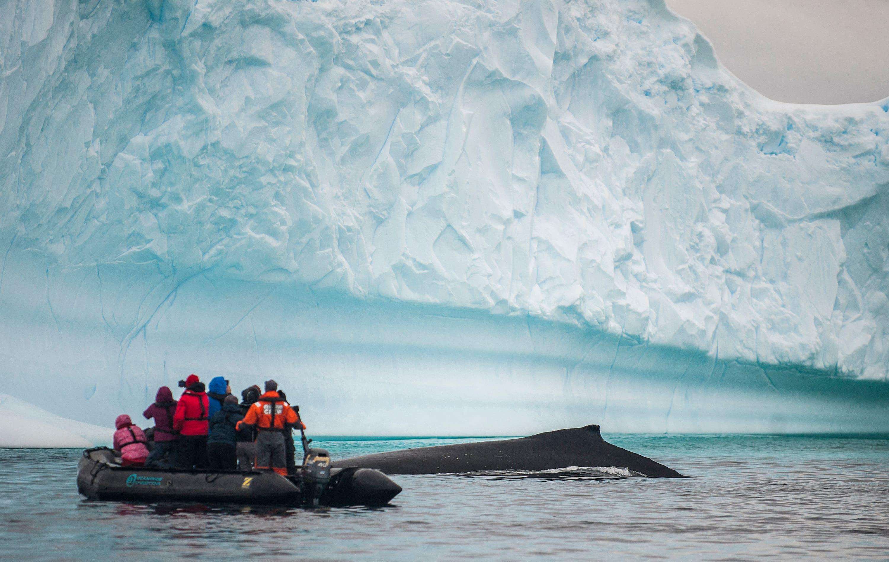 Arktis Tours Südpolarkreis & Antarktis – Expedition jenseits der Grenzen - Buckelwal taucht vor Zodiac auf
