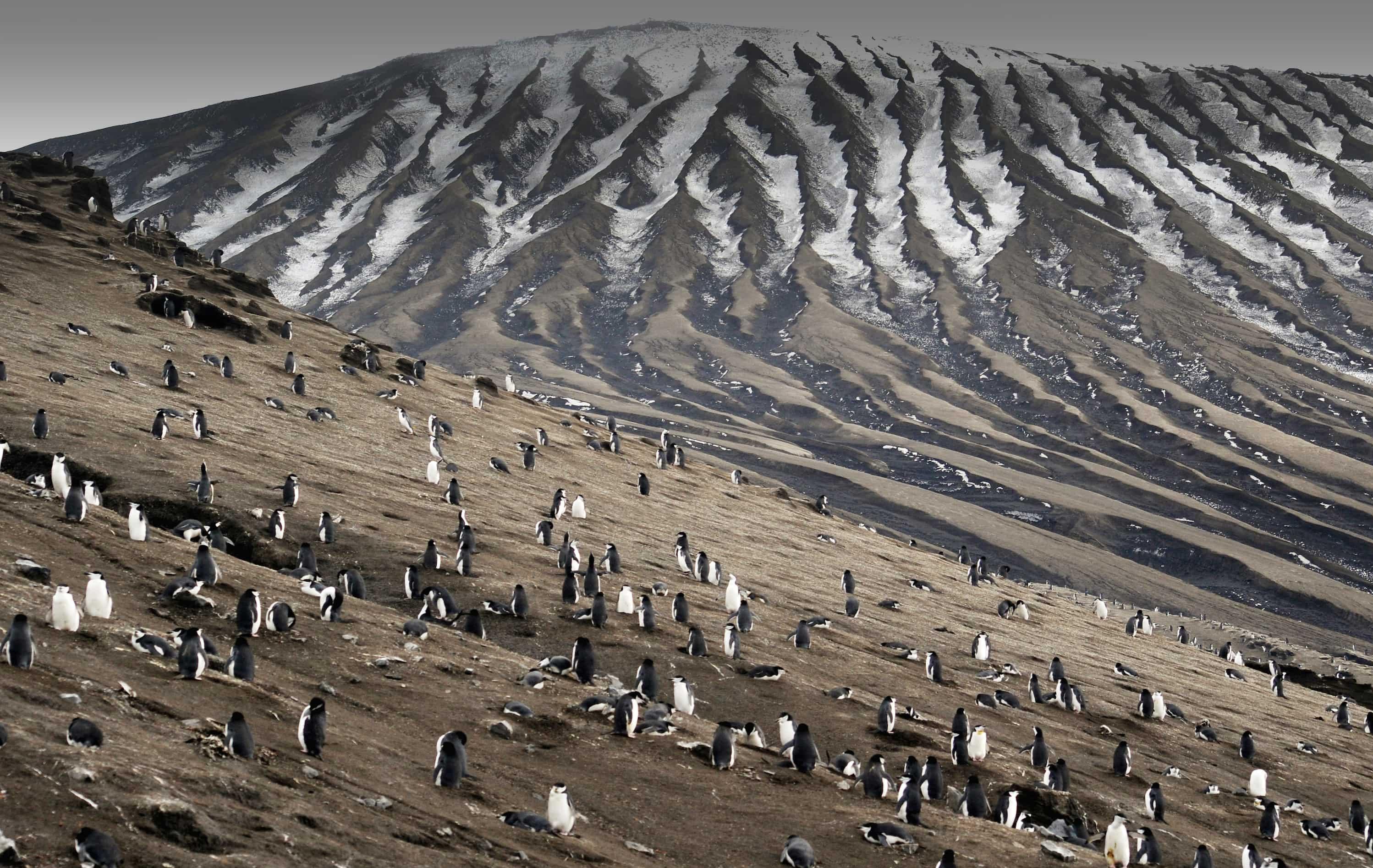 Arktis Tours - Expedition Weddellmeer & Larsen Ice Shelf - Pinguin Kolonie an einem Hang auf den südlichen Sandwich Inseln